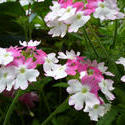 12923   White and purple blooms on garden plants
