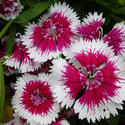 12924   Pretty dainty pink and white dianthus flowers