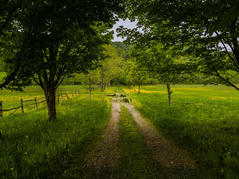 <p>Dirt road after the rains in Spring with dandelions and Vermont green grass and trees.</p>

