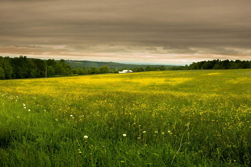 <p>Ominous cloudscape over meadows of little yellow flowers in coastal, down east Maine</p>

