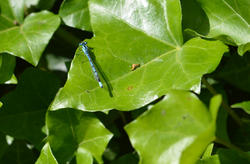 16899   A dragon fly sat on a leaf