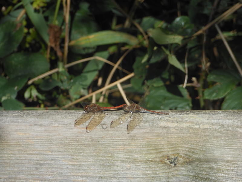<p>dragonfly mating ritual early october norfolk broads uk</p>