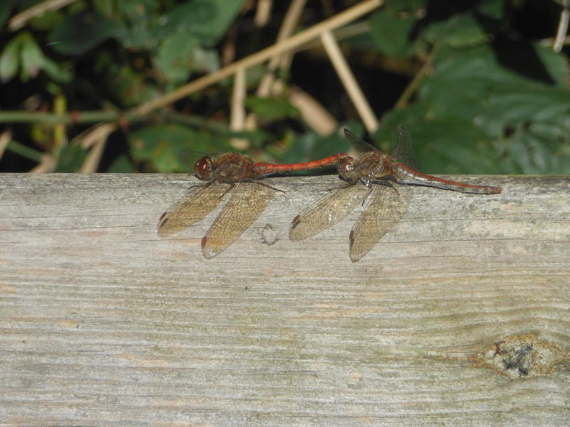 <p>dragonfly mating ritual early october norfolk broads uk</p>