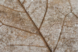 11849   Macro detail of a dead leaf