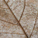 11849   Macro detail of a dead leaf