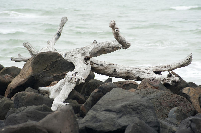 Dried weathered drift wood lying high and dry on the rocks at the edge of the sea washed up by the tides