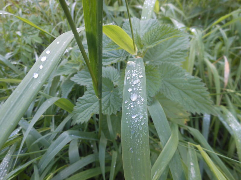 <p>drops of water on grass</p>