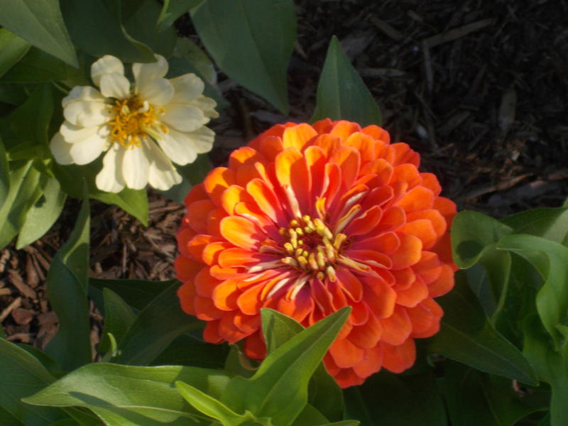 A Closeup of an orange zina