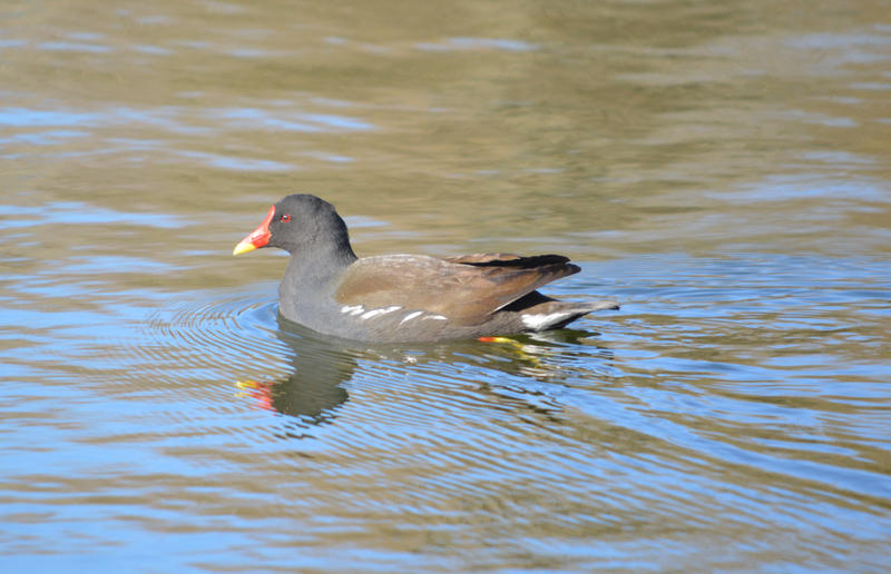 <p>A black duck swimming</p>

<p>More photos like this on my website at -&nbsp;https://www.dreamstime.com/dawnyh_info</p>
A black duck swimming