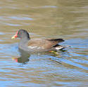 16886   A black duck swimming