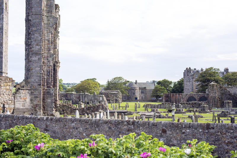 Flowering shrubs near graveyard in the old ruins of Saint Andrews Cathedral in Scotland