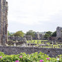 12789   Flowering shrubs near graveyard