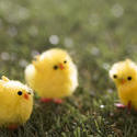 13477   yellow Easter chicks on grass