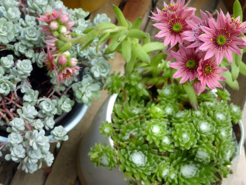 High Angle Close Up of Potted Echeveria Succulent Plants with Blooming Pink Flowers in Outdoor Garden