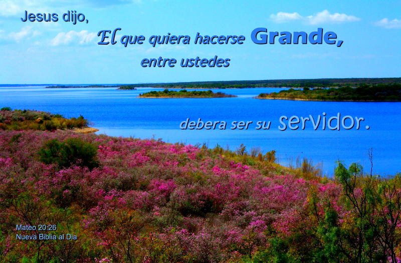 <p>Cenisa in bloom along Lake Amistad shoreline</p>
Cenisa in bloom along Lake Amistad shoreline