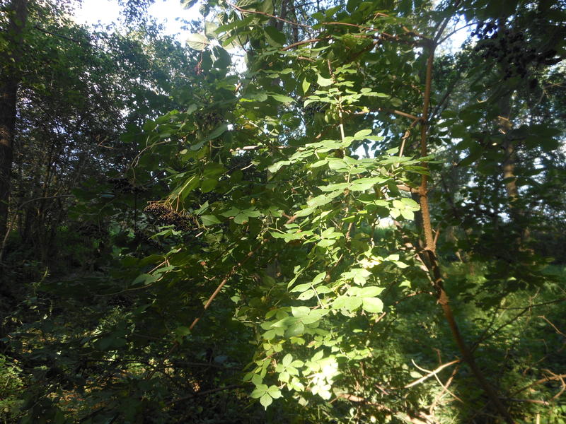 <p>elderberry shrubbery</p>