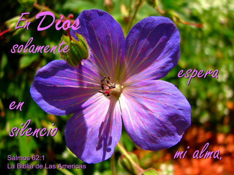 <p>Flower in my sister's garden</p>
flower in my sister's garden