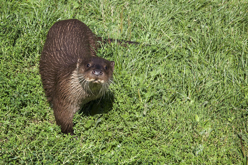 <p>A curious European Otter at a wildlife centre in Southern England</p>
