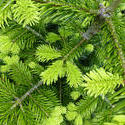 12926   Fresh evergreen conifer foliage