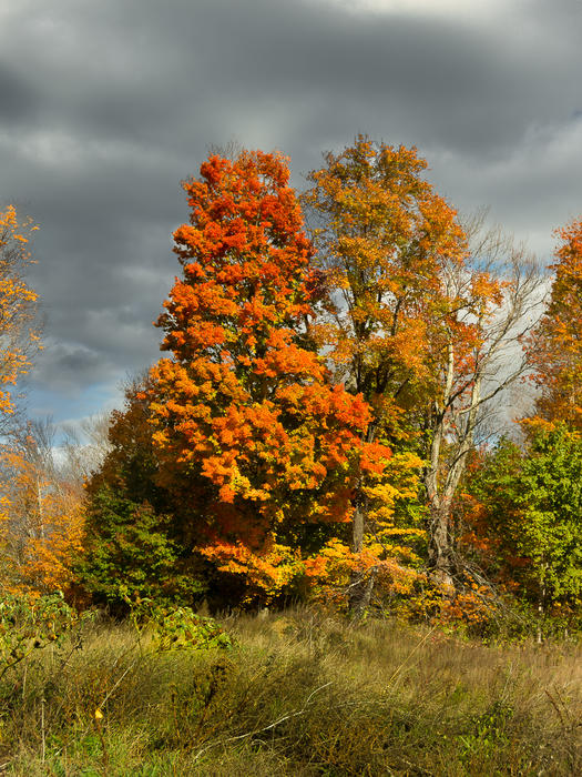 <p>Bright Autumn Maple leaves.</p>
