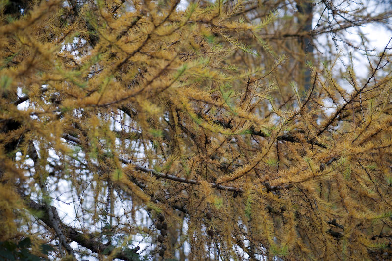 Close-up of colorful autumnal fir braches in forest.