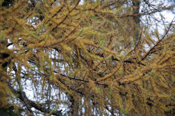 11857   Close up of fir braches