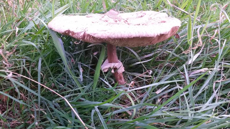 <p>very large wild feild mushroom norfolk UK</p>