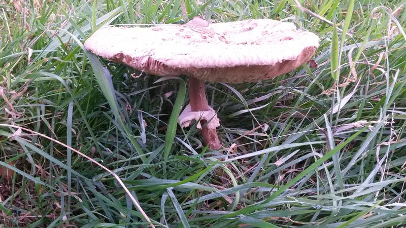 <p>very large wild feild mushroom norfolk UK</p>
