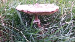 12470   field mushroom 1
