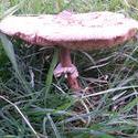 12470   field mushroom 1