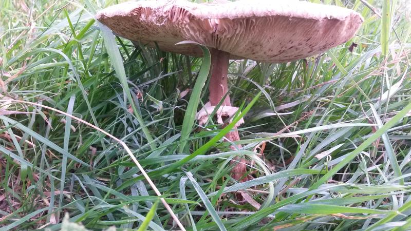 <p>very large wild feild mushroom norfolk UK</p>
