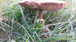 12471   field mushroom 2