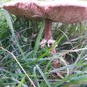 12471   field mushroom 2
