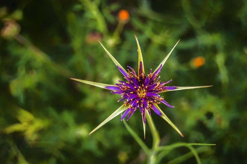 <p>Flower.</p>
Wild flower.