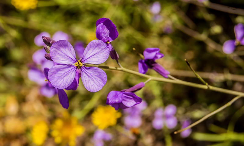 <p>Wild flower.</p>
Wild flower.