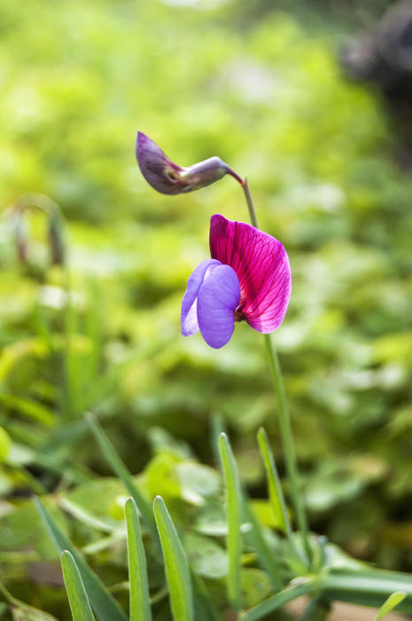 <p>Flower</p>
Wild flower.