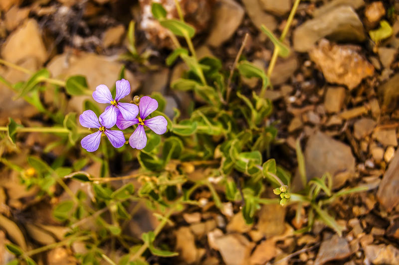 <p>Flowers</p>
Wild flowers.