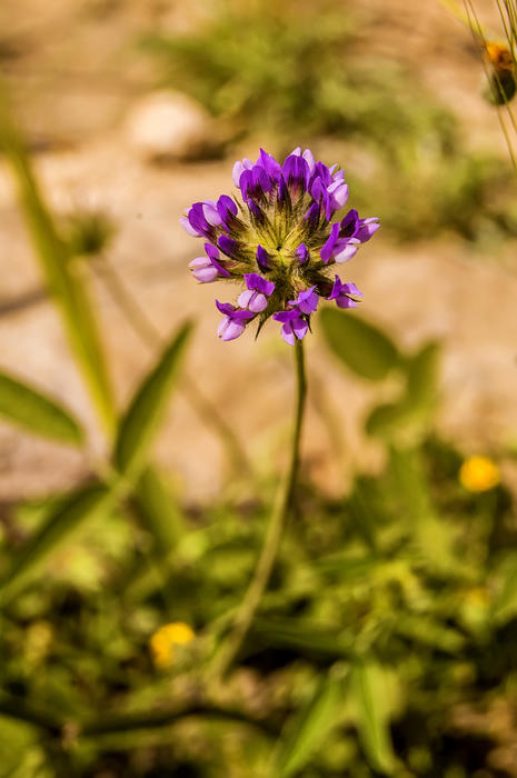 <p>Flowers</p>
Wild flowers.