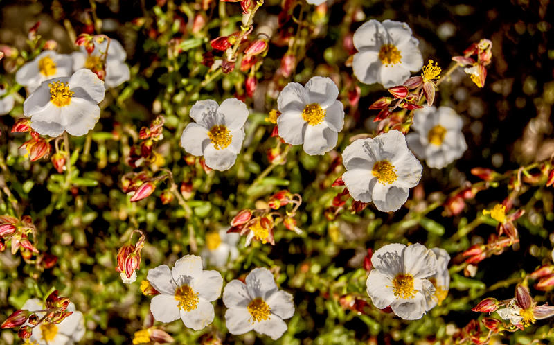 <p>Flowers</p>
Wild flowers.