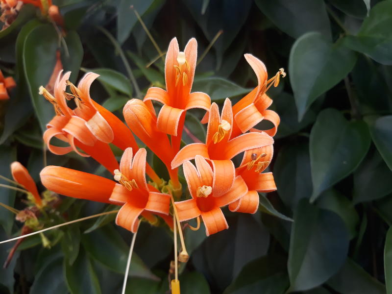 <p>Beautiful flower found in Sydney, NSW, Australia.</p>
