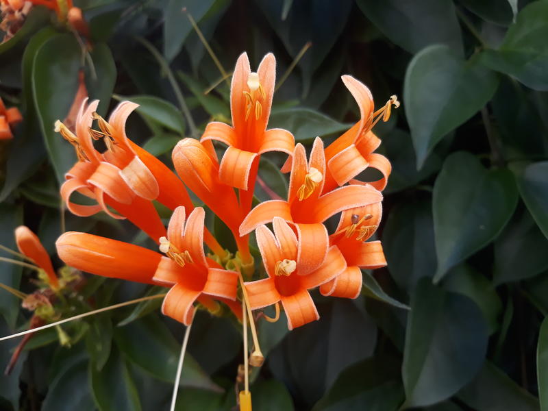 <p>Beautiful flower found in Sydney, NSW, Australia.</p>