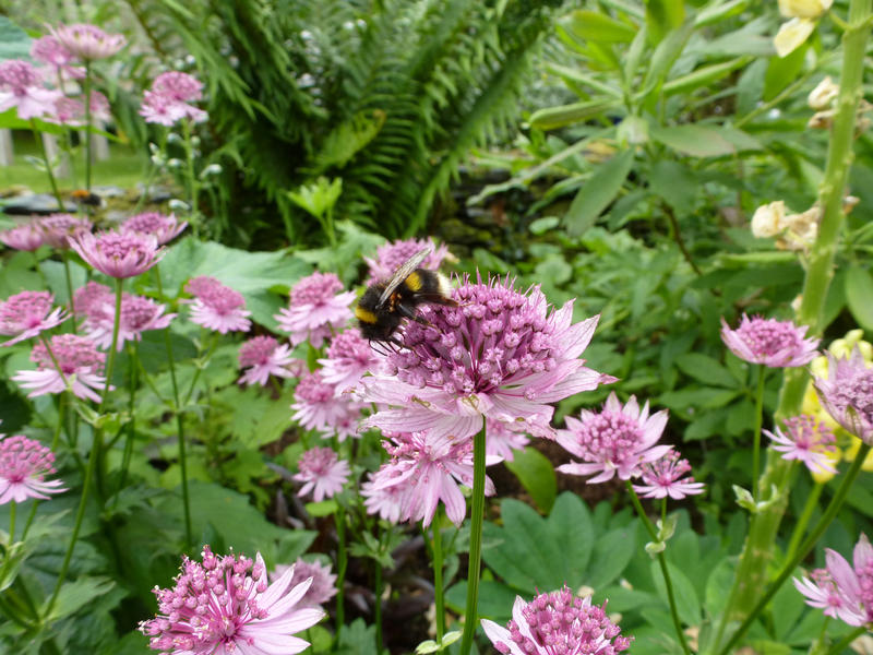 Gorgeous purple and pink lilac flowers in green garden for theme about nature and gardening