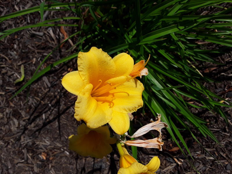 <p>A lilie blooming the sun</p>