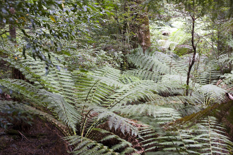 Close-up of green tree fern in forest