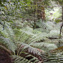 11858   Close up of tree fern