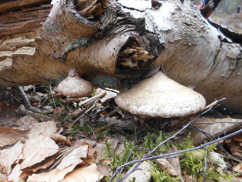 <p>Norfolk UK wild mushrooms found in April</p>