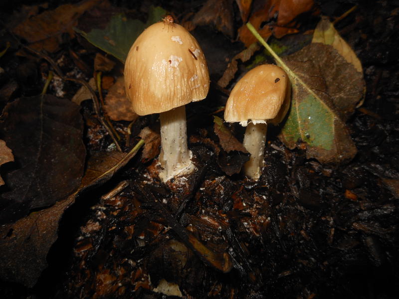 <p>Norfolk UK wild mushrooms found in October</p>
