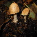 12494   forest mushroom 11