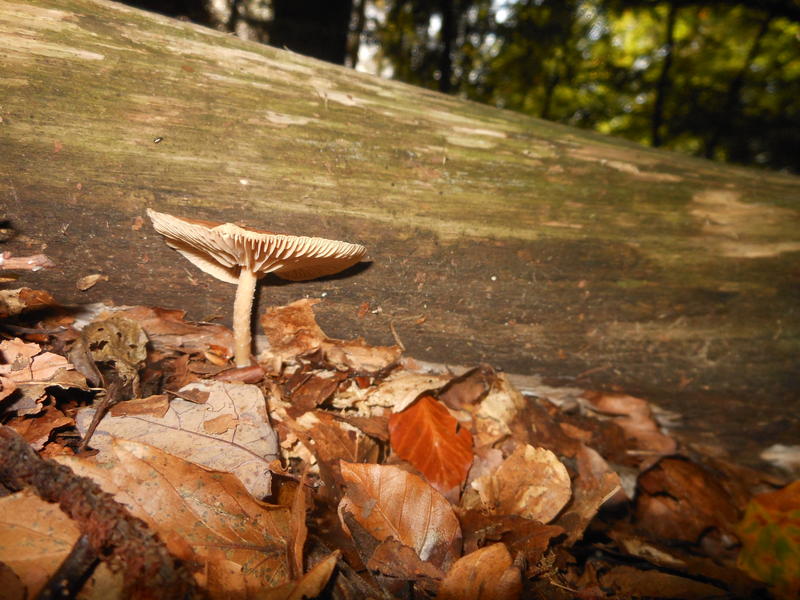 <p>Norfolk UK wild mushrooms found in October</p>
