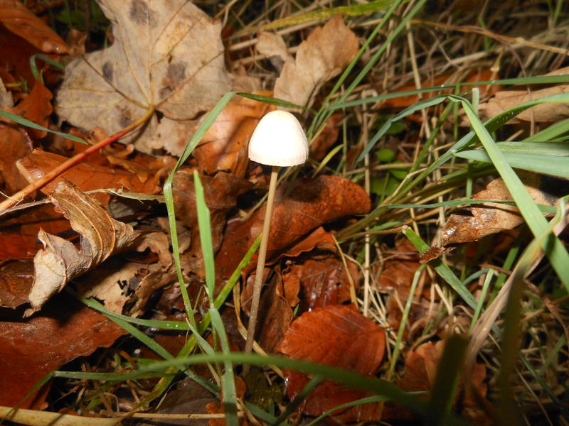<p>Norfolk UK wild mushrooms found in November</p>